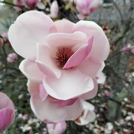 Campo De Sobarbo - Rural * Пеньяфьель