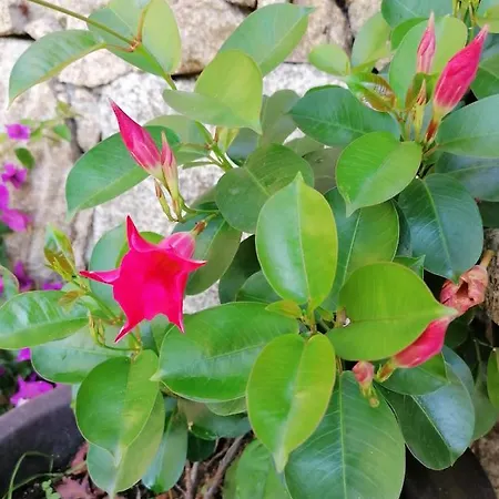 Campo De Sobarbo - Rural *