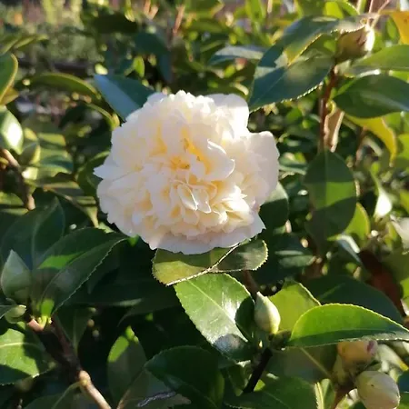 Campo De Sobarbo - Rural