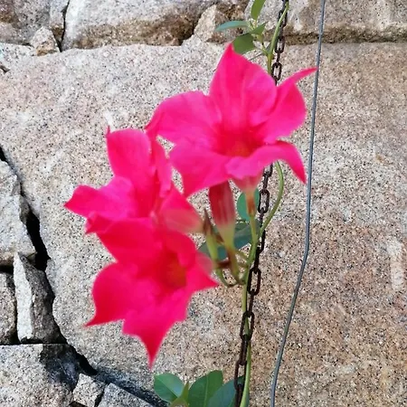 Campo De Sobarbo - Rural 빌라 페나피엘