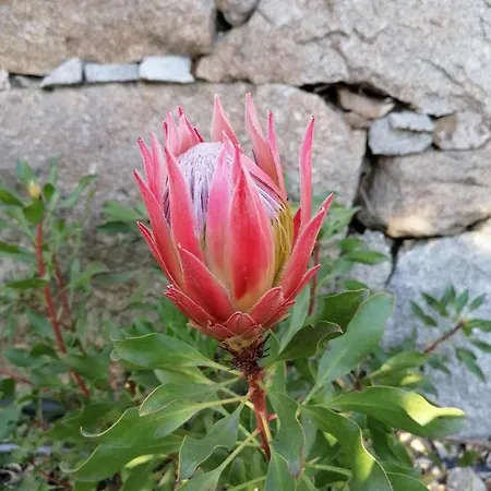 Campo De Sobarbo - Rural 페나피엘