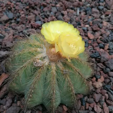 Campo De Sobarbo - Rural 빌라 페나피엘