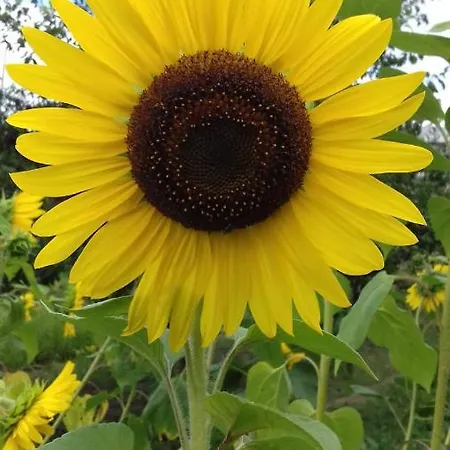 Campo De Sobarbo - Rural *