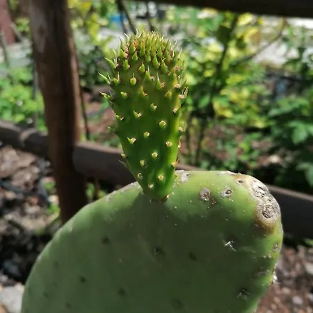 Campo De Sobarbo - Rural Villa *