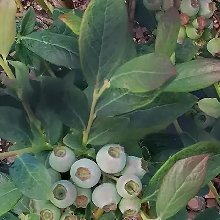 Campo De Sobarbo - Rural فيلة بينافيل