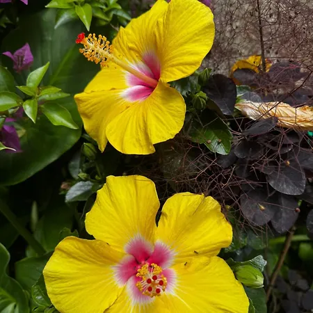 Campo De Sobarbo - Rural Вилла