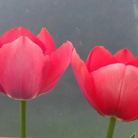 Campo De Sobarbo - Rural Пеньяфьель