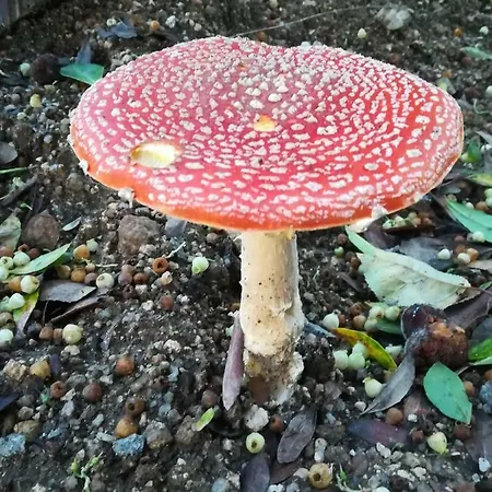 Вилла Campo De Sobarbo - Rural *