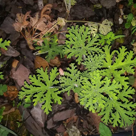 Campo De Sobarbo - Rural *
