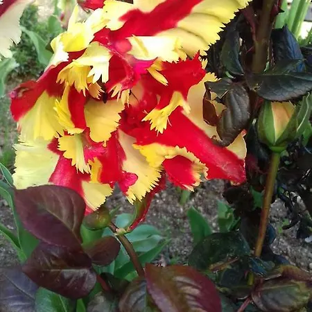 Campo De Sobarbo - Rural Вилла