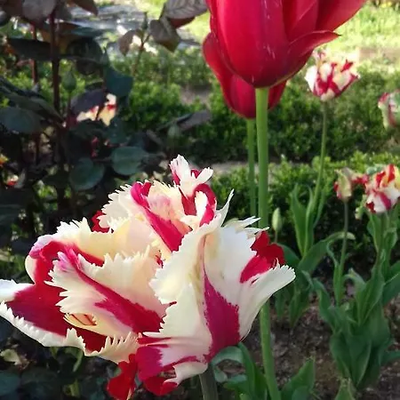 빌라 Campo De Sobarbo - Rural *