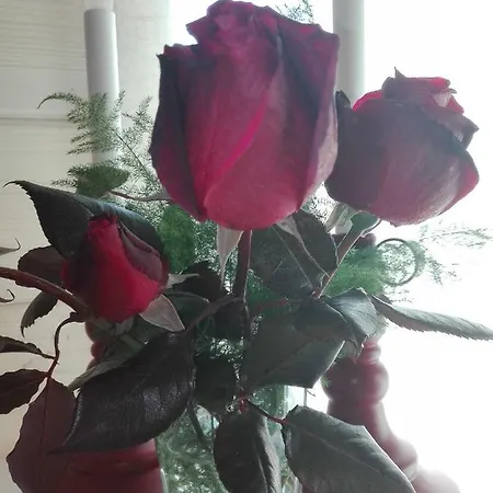 Campo De Sobarbo - Rural 빌라