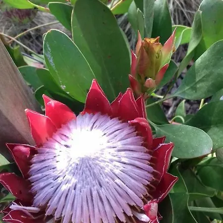 Campo De Sobarbo - Rural * Пеньяфьель