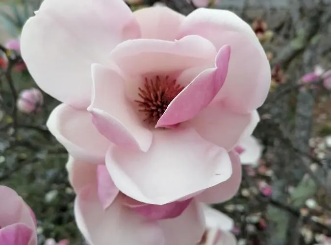 Campo De Sobarbo - Rural * Penafiel