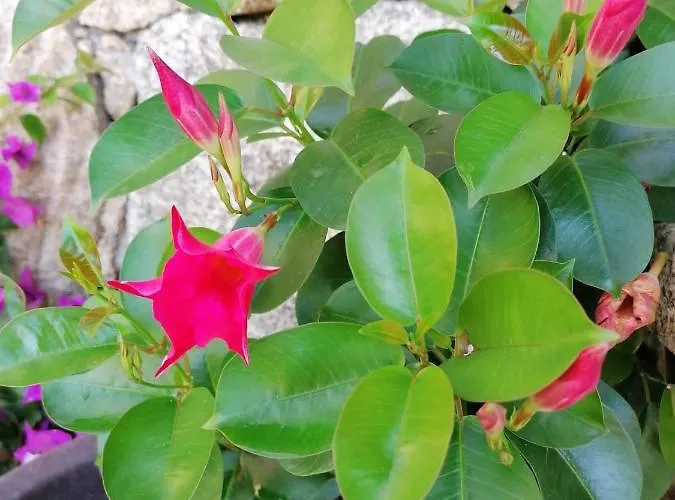 Campo De Sobarbo - Rural *