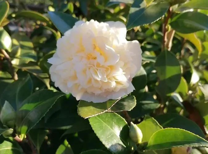 Campo De Sobarbo - Rural