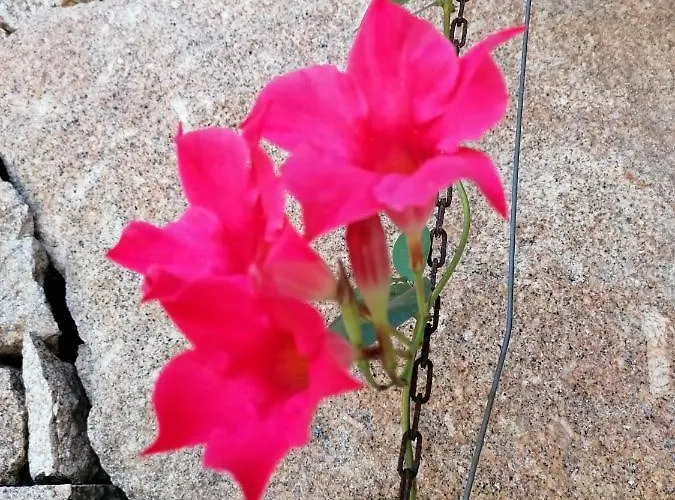 Campo De Sobarbo - Rural Villa Penafiel