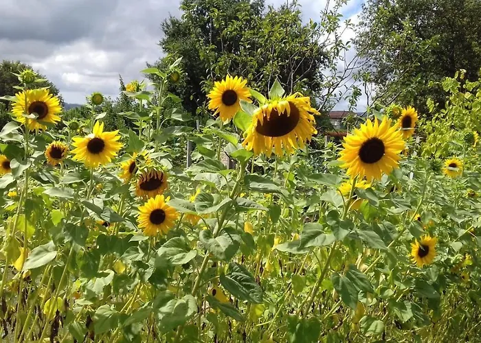 Campo De Sobarbo - Rural *