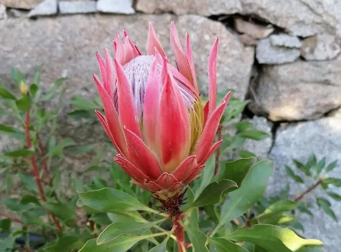 Campo De Sobarbo - Rural Penafiel