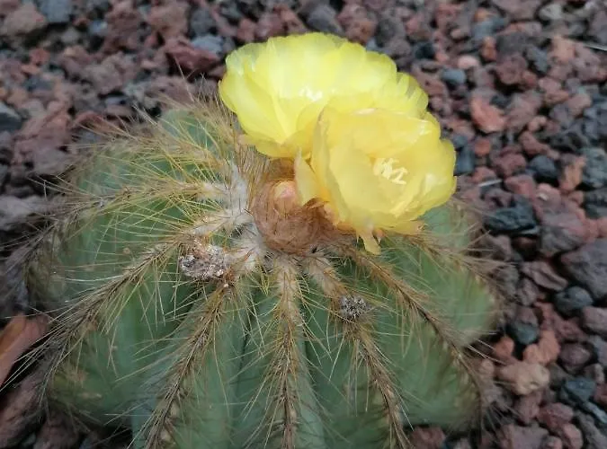 Campo De Sobarbo - Rural Villa Penafiel