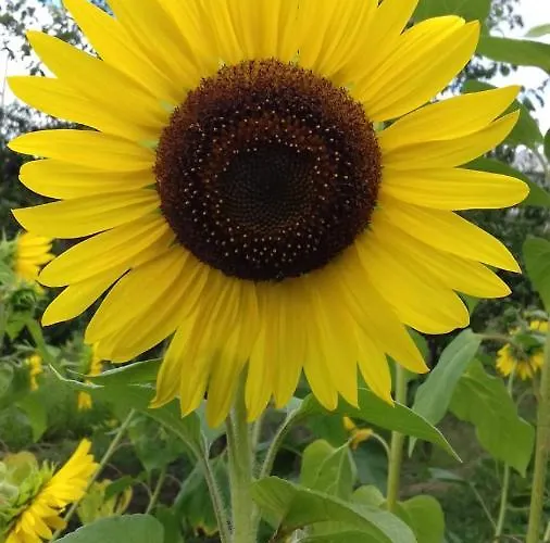 Campo De Sobarbo - Rural *