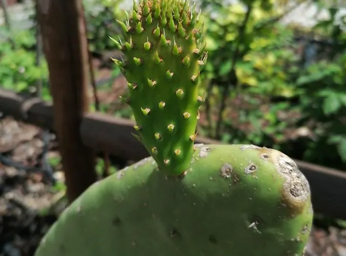 Campo De Sobarbo - Rural Villa *