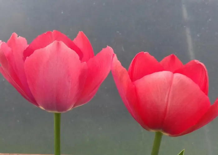 Campo De Sobarbo - Rural Penafiel