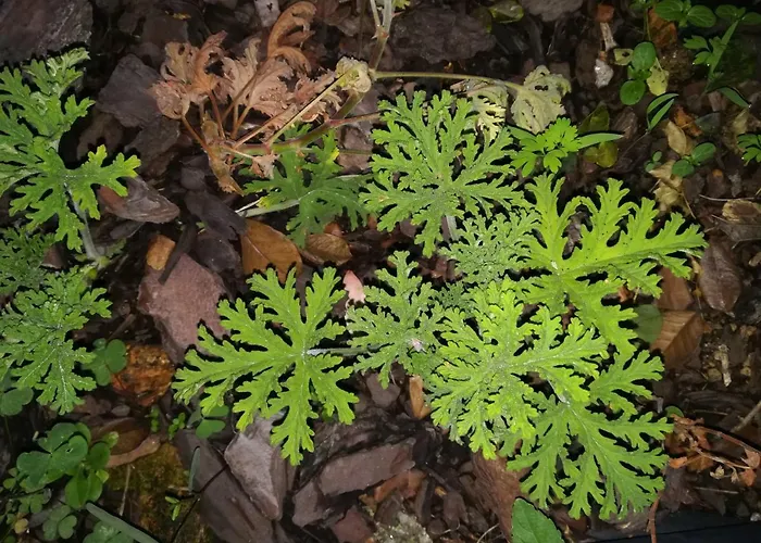 Campo De Sobarbo - Rural *