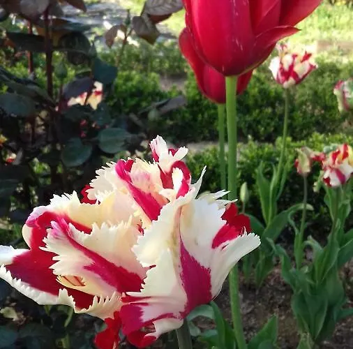 Villa Campo De Sobarbo - Rural *