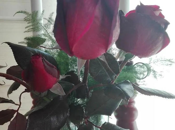 Campo De Sobarbo - Rural Villa