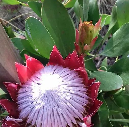 Campo De Sobarbo - Rural * Penafiel